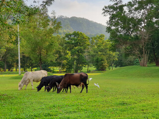 Cows eating grass in the meadow
