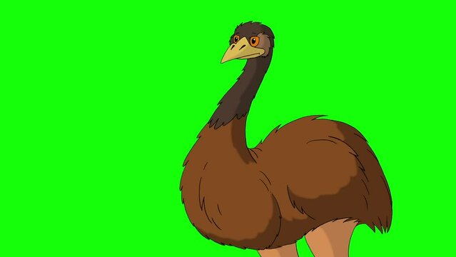 Brown ostrich screaming indignantly chroma key