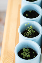 Microgreens grown on the windowsill in jars. The concept of vitamins in the spring and home garden. Top view.