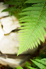 Green fern leaves. Copy space for text. SPA. Health procedures. Youth.