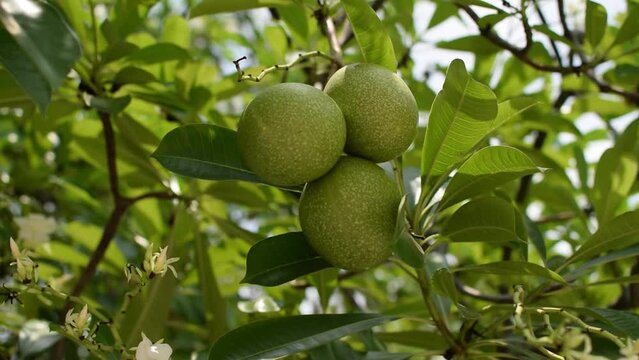 Cerbera odollam fruits