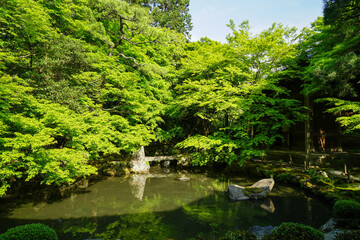 Fototapeta premium 蓮華寺の庭園