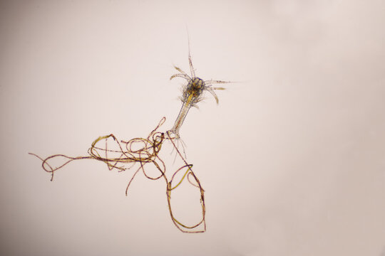 Closeup zoea stage of Vannamei shrimp in light microscope, Shrimp larvae under a microscope, Shrimp, White shrimp, Nauplius, zoea, Larvae. Background.