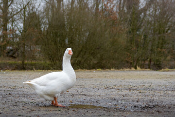 Goose drinks water from a puddle.
