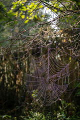 Large sunlit spider net on a branch. Spiderweb closeup in a forest. Tiny threads with dew drops in the morning. Selective focus on the details, blurred background.