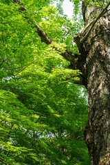 蓮華寺の境内風景
