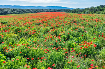 Aerial view of red poppy field,