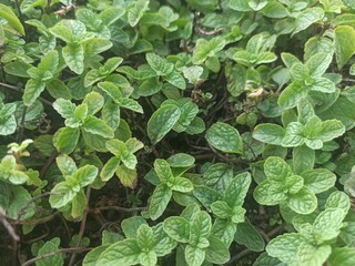 Fresh green leaves of mint, lemon balm, peppermint top view. Mint leaf texture. Ecology natural...
