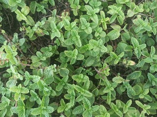 Fresh green leaves of mint, lemon balm, peppermint top view. Mint leaf texture. Ecology natural...