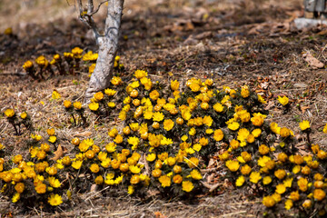 yellow flowers on the ground
