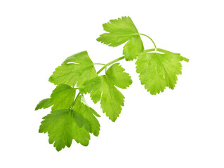 Celery isolated on white background