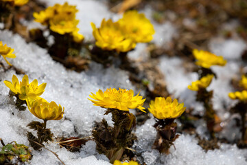 yellow flowers on the ground