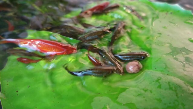 Guppy and Red swordtail Fish eating food on a green lotus leaf in a pond.