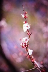 公園に咲く花と植物