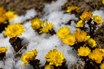 Naklejka na ściany i meble yellow flowers in the snow