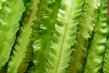 Close up of green winged bean, Organic vegetables