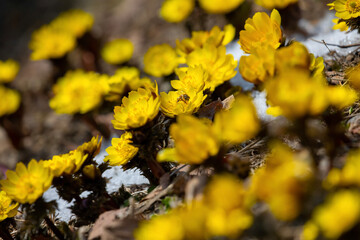 yellow flowers in spring