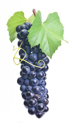 Grapes on a white background