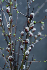Willow branches and branches with blossoming buds on a gray background. Spring 