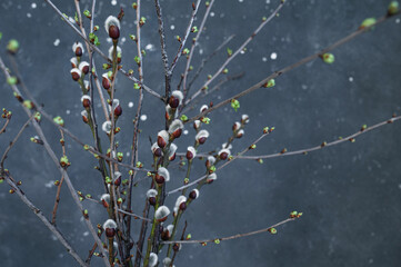 Willow branches and branches with blossoming buds on a gray background. Spring 