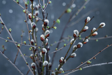 Willow branches and branches with blossoming buds on a gray background. Spring 