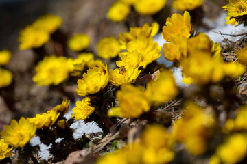 yellow flowers