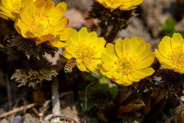 yellow flowers in the garden
