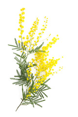 blooming mimosa tree isolated on a white. seasonal floral background.