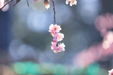ふんわりした後ボケと可愛い枝垂れ梅の花