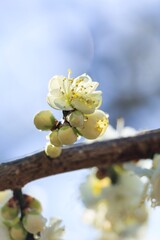 ふんわりした後ボケと可愛い枝垂れ梅の花