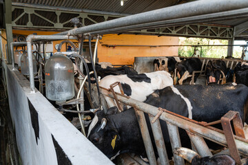 dairy cows are in the process of taking milk. agriculture industry, farming and animal husbandry concept - herd of cows eating hay in cowshed on dairy farm