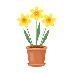 Daffodils flowers in a pot isolated on white background. Vector floral illustration. Spring yellow flowers in cartoon flat style.