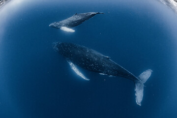 Humpback whale © divedog