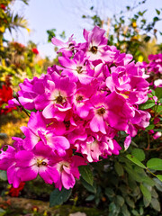 pink flowers in the garden