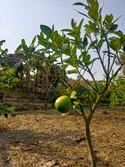 green apple tree