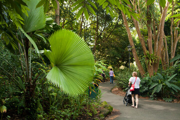 Few people strolling at the lush and verdant Botanic Gardens in Singapore on a sunny day. - obrazy, fototapety, plakaty