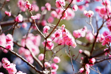 Fototapeta na wymiar 春に咲く梅の花
