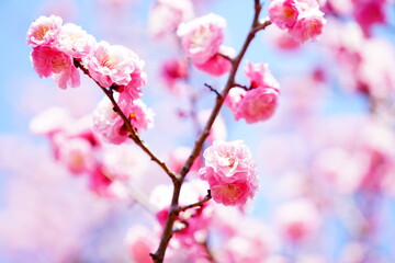 春に咲く梅の花
