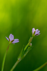 Claytonia sibirica flower in meadow, close up 	