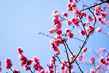 春に咲く梅の花