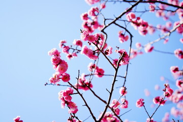 春に咲く梅の花