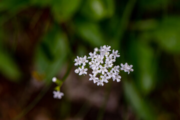 Valeriana saxatilis flower growing in mountains, macro