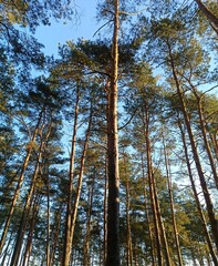 Fototapeta premium Morning in forest