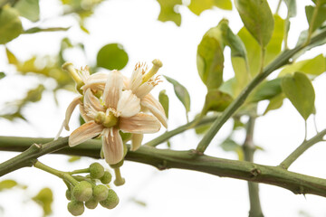 Fototapeta premium Close-up pomelo flowers in different angles with bees on a tree in photography