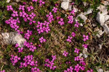 Silene acaulis flower growing in mountains