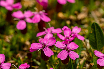 Fototapeta premium Silene acaulis flower in mountains, close up 
