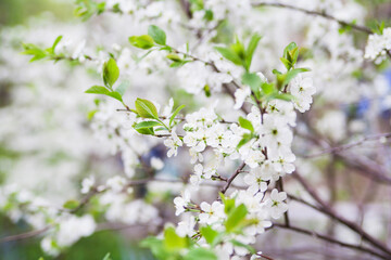 Bloom cherry tree flowers.