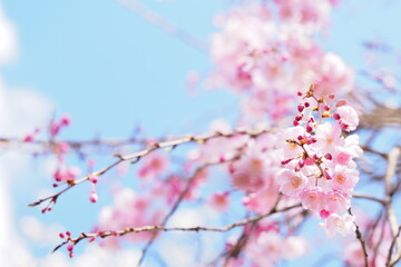ピンクのしだれ桜と青空
