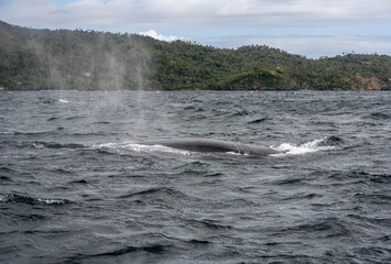 humpback whales with offspring in Samana Bay in the Dominican Republic in February 
