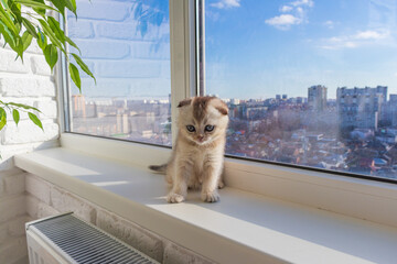 baby kitten is sitting on the window